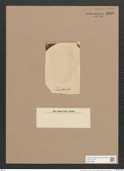 Amphora euprepes Pant. (de-Toni-Nr.: Genus 36, Species 1647) Zeichnungen Sammlung Grunow Nr. 3196 (NHMW-BOT-W0370583)